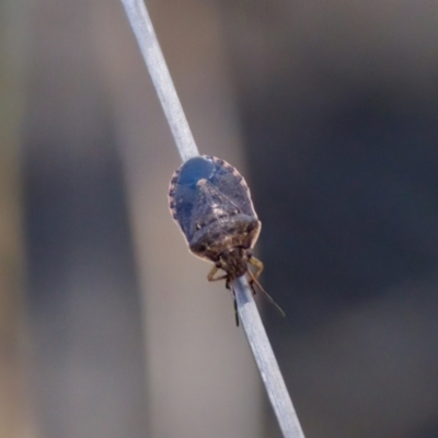 Pentatomoidea (superfamily) at Lake Innes, NSW - 27 Nov 2023 by KorinneM