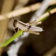 Orthoptera (order) at Lake Innes, NSW - 27 Nov 2023 by KorinneM