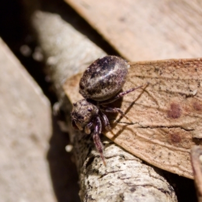 Salticidae (family) at Lake Innes, NSW - 27 Nov 2023 by KorinneM