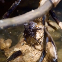 Unverified Crab at Lake Innes, NSW - 27 Nov 2023 by KorinneM