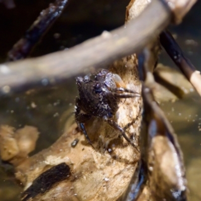 Unidentified Crab at Lake Innes, NSW - 27 Nov 2023 by KorinneM