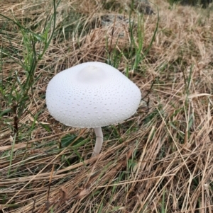 Macrolepiota dolichaula at Whitlam, ACT - 9 Jan 2022 10:20 AM