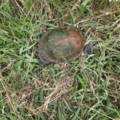 Chelodina longicollis (Eastern Long-necked Turtle) at Whitlam, ACT - 8 Jan 2022 by MB