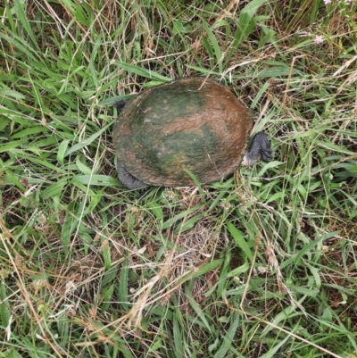 Chelodina longicollis (Eastern Long-necked Turtle) at Whitlam, ACT - 8 Jan 2022 by MB