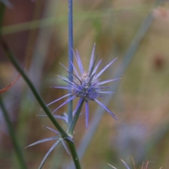 Eryngium ovinum (Blue Devil) at Whitlam, ACT - 8 Jan 2022 by MB