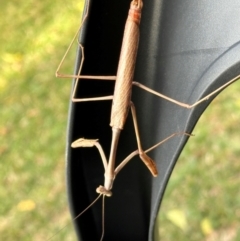 Archimantis latistyla (Stick Mantis, Large Brown Mantis) at New Mapoon, QLD - 30 Jul 2024 by lbradley