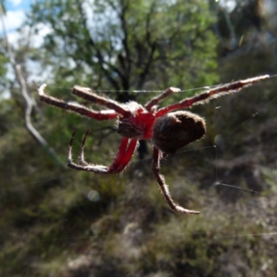 Unverified Orb-weaving spider (several families) by Paul4K