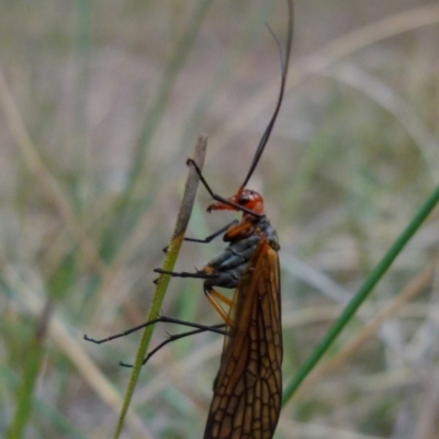 Chorista australis (Autumn scorpion fly) at Borough, NSW - 9 Apr 2018 by Paul4K