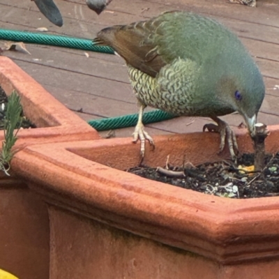 Ptilonorhynchus violaceus (Satin Bowerbird) at Waramanga, ACT - 18 Jul 2024 by vhowe