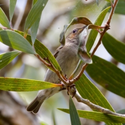 Myzomela sanguinolenta (Scarlet Honeyeater) at Lake Cathie, NSW - 27 Nov 2023 by KorinneM