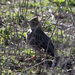 Anthus australis at Springfield, NSW - 26 Jul 2024