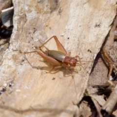 Trigonidium infuscata (dark trig) at Lake Cathie, NSW - 27 Nov 2023 by KorinneM