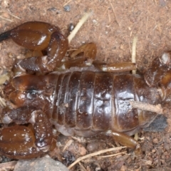 Urodacus manicatus (Black Rock Scorpion) at Hackett, ACT - 30 Jul 2024 by jb2602