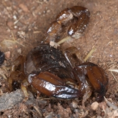 Urodacus manicatus at Hackett, ACT - 30 Jul 2024 02:25 PM