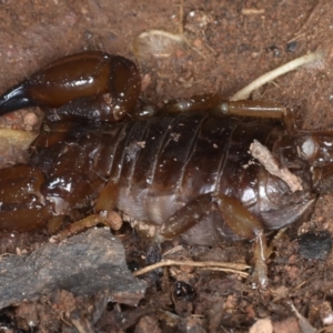 Urodacus manicatus at Hackett, ACT - 30 Jul 2024 02:25 PM