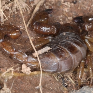 Urodacus manicatus at Hackett, ACT - 30 Jul 2024 02:25 PM