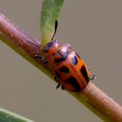 Calomela sp. (genus) at Lake Innes, NSW - 27 Nov 2023 by KorinneM