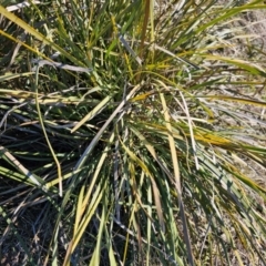 Lomandra multiflora at Fyshwick, ACT - 30 Jul 2024