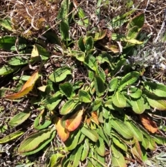 Rumex crispus (Curled Dock) at Fyshwick, ACT - 30 Jul 2024 by Jiggy