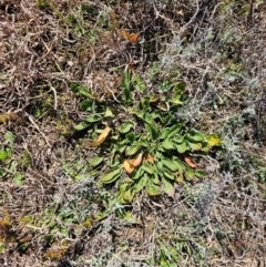 Rumex crispus at Fyshwick, ACT - 30 Jul 2024