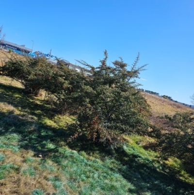 Pyracantha angustifolia (Firethorn, Orange Firethorn) at Fyshwick, ACT - 30 Jul 2024 by Jiggy