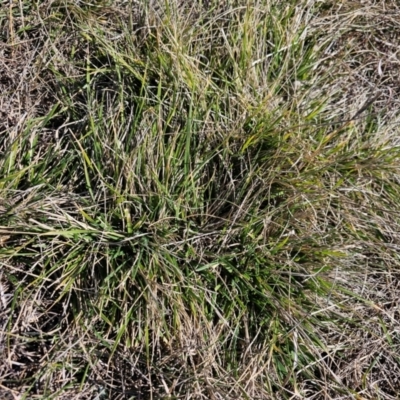 Nassella neesiana (Chilean Needlegrass) at Fyshwick, ACT - 30 Jul 2024 by Jiggy