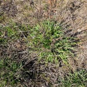 Eryngium ovinum at Fyshwick, ACT - 30 Jul 2024