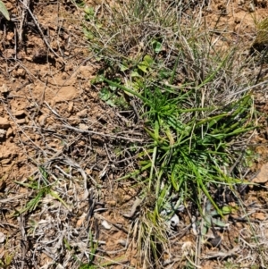 Eryngium ovinum at Fyshwick, ACT - 30 Jul 2024