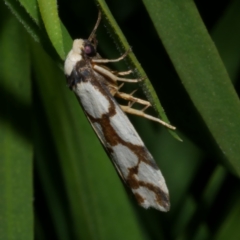 Chiriphe dichotoma (Reticulated Footman) at Freshwater Creek, VIC - 25 Dec 2022 by WendyEM