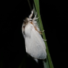 Trichiocercus sparshalli (Sparshall's Moth) at Freshwater Creek, VIC - 26 Dec 2022 by WendyEM