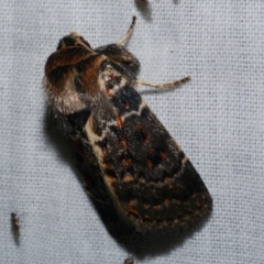 Proteuxoa sanguinipuncta (Blood-spotted Noctuid) at Freshwater Creek, VIC - 25 Dec 2022 by WendyEM