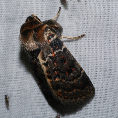 Proteuxoa sanguinipuncta (Blood-spotted Noctuid) at Freshwater Creek, VIC - 25 Dec 2022 by WendyEM