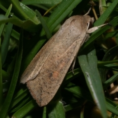 Mythimna (Pseudaletia) convecta (Common Armyworm) at Freshwater Creek, VIC - 25 Dec 2022 by WendyEM