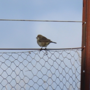 Aphelocephala leucopsis at Tharwa, ACT - 29 Jul 2024 02:08 PM