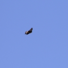 Petrochelidon nigricans (Tree Martin) at Tharwa, ACT - 29 Jul 2024 by RodDeb