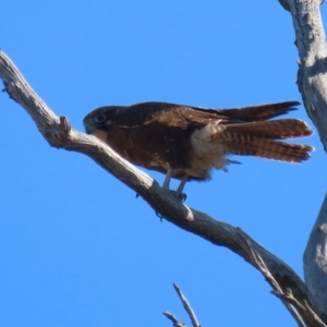 Falco berigora at Tharwa, ACT - 29 Jul 2024