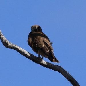 Falco berigora at Tharwa, ACT - 29 Jul 2024