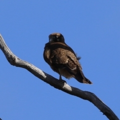 Falco berigora at Tharwa, ACT - 29 Jul 2024