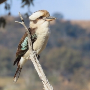 Dacelo novaeguineae at Tharwa, ACT - 29 Jul 2024