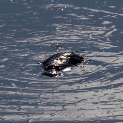 Ornithorhynchus anatinus (Platypus) at Uriarra Village, ACT - 30 Jul 2024 by Jek