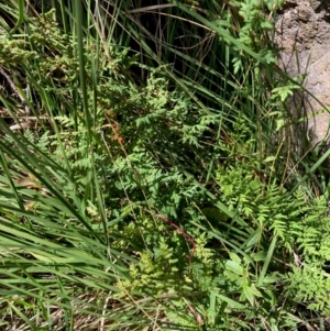 Cheilanthes sieberi subsp. sieberi at Fraser, ACT - 28 Jul 2024