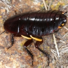 Platyzosteria similis at Hackett, ACT - 30 Jul 2024 02:32 PM