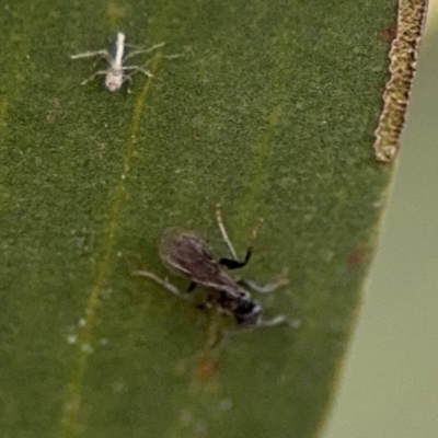 Formicidae (family) at Lismore, NSW - 30 Jul 2024 by Hejor1