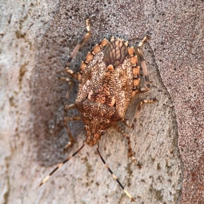 Acanthosomatidae (family) at Lismore, NSW - 30 Jul 2024 by Hejor1