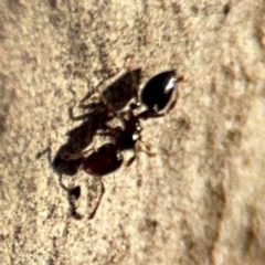 Anonychomyrma sp. (genus) at Lismore, NSW - 30 Jul 2024 by Hejor1