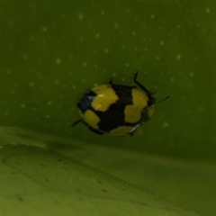 Illeis galbula (Fungus-eating Ladybird) at Girards Hill, NSW - 30 Jul 2024 by Hejor1