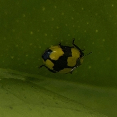 Illeis galbula (Fungus-eating Ladybird) at Girards Hill, NSW - 30 Jul 2024 by Hejor1