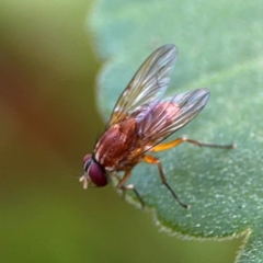 Dichaetomyia sp. (genus) (Bush fly) at Girards Hill, NSW - 30 Jul 2024 by Hejor1