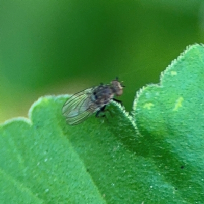 Notiphila (Notiphila) fuscimana at Girards Hill, NSW - 30 Jul 2024 by Hejor1