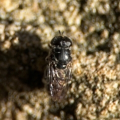 Eumerus sp. (genus) (A hoverfly) at Girards Hill, NSW - 30 Jul 2024 by Hejor1